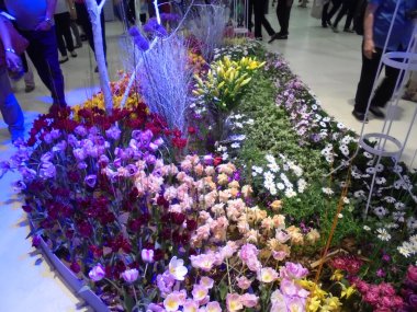 Olomouc, Çek - 04 26 2019: Çiçek tarlasında çeşitli çiçekler Flora Sergisi 'nde sihirli mor ışık altında