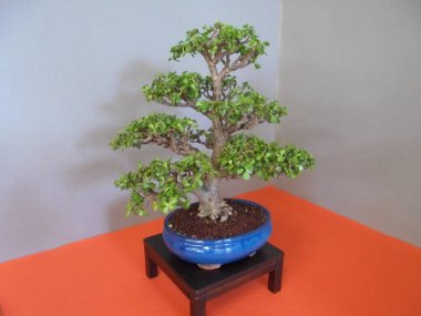 Olomouc, Çek - 04 26 2019: Kalın yapraklı ve Flora Sergisi 'nde seramik saksıda birden fazla güçlü dallara sahip Bonsai ağacı