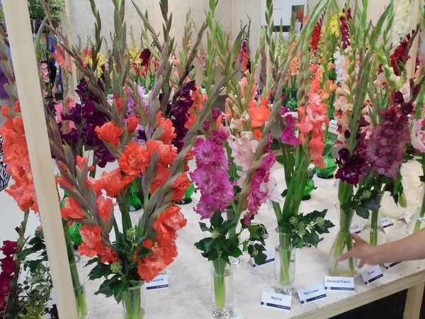 Olomouc, Çek - 08 18 2016: Flora sergisinde çok çeşitli gladiola çiçekleri ve farklı renkte cam vazolar. Gladiola ormanı, masada çiçek açan sayısız çiçek.