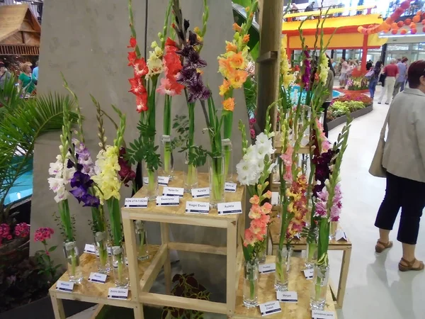 Olomouc, Çek - 08 18 2016: Flora sergisinde çok çeşitli gladiola çiçekleri ve farklı renkte cam vazolar. Değişken yükseklik tablolarında çok çiçek