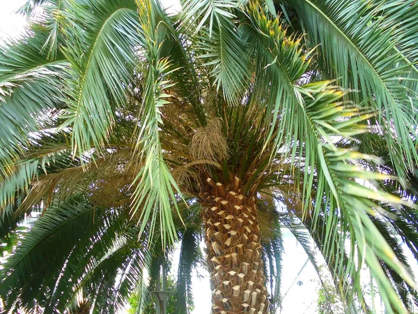 Olomouc Czech 2016 Palmera Gigante Cáñamo Especies Trachycarpus Fortunei Flora —  Fotos de Stock