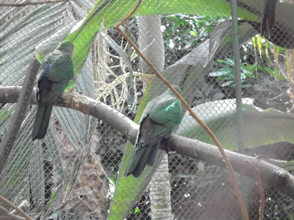 Olomouc, Çek - 08: 18 2016: Bir çift dişi kral papağanı Alisterus skapularis Flora Exposition 'da bir kafeste. Dal üzerinde oturan kuşlar.