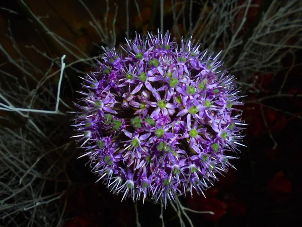 Olomouc Czech 2019 Close View Purple Blossom Southern Globe Thistle — Stock Photo, Image