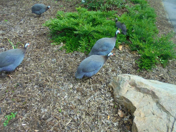 Olomouc Czech 2019 Several Guinea Fowls Walking Dirt Covered Low — Stock Photo, Image