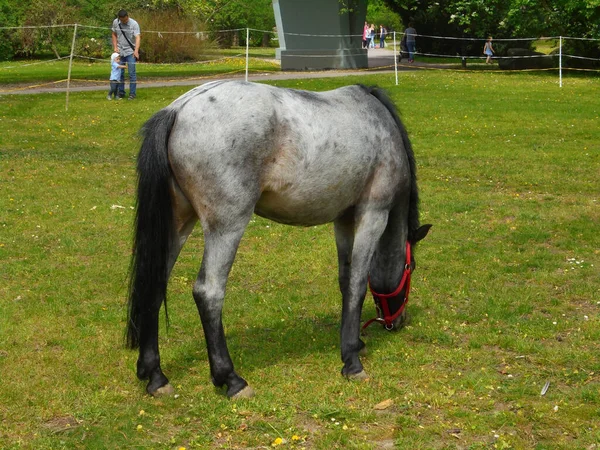 Olomouc Czech 2019 Vista Lateral Caballo Gris Comiendo Hierba Flora —  Fotos de Stock