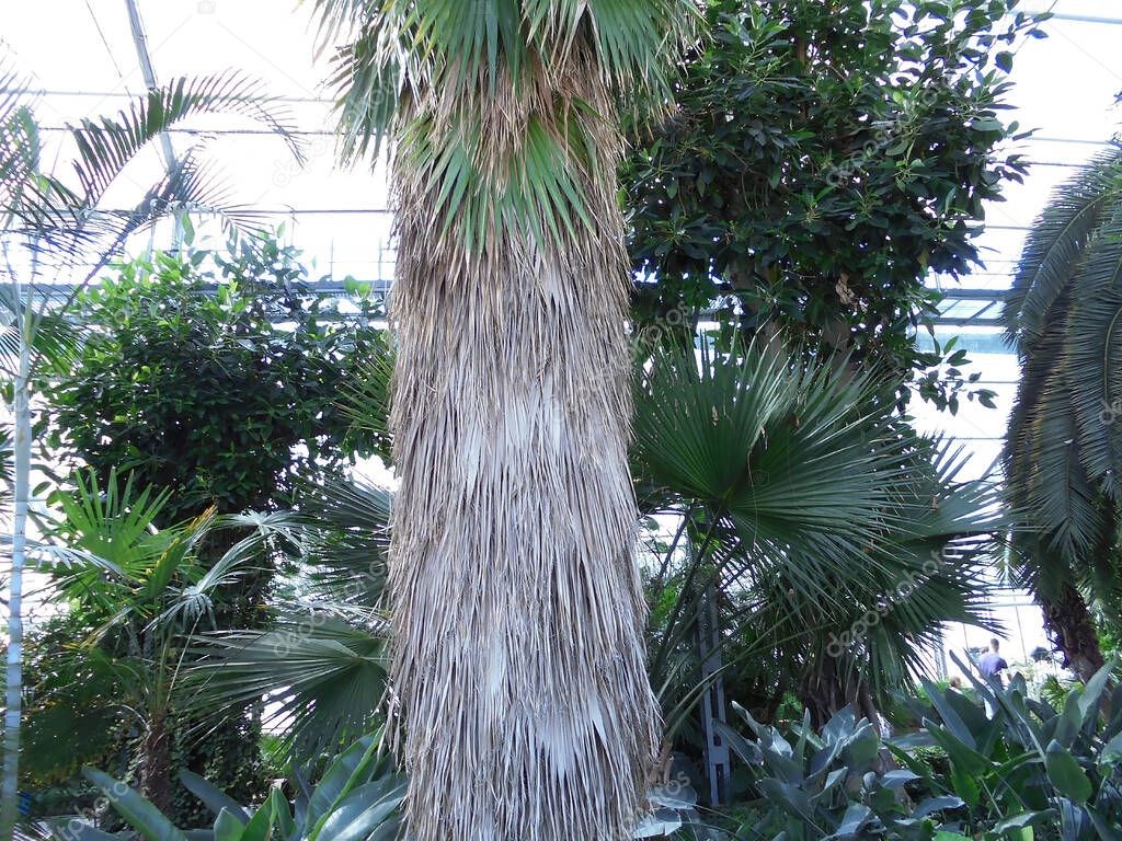 Olomouc, Czech - 08 18 2016: Giant hemp palm tree of species Trachycarpus Fortunei at Flora Exposition, close-up on trunk among vegetation.
