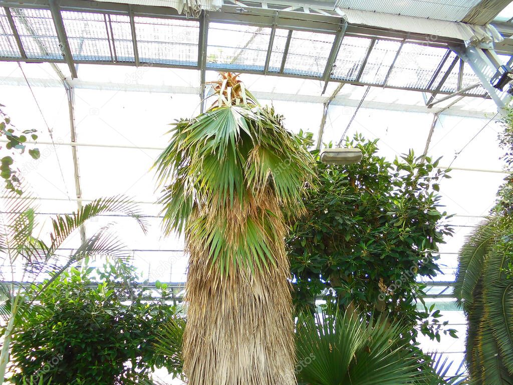 Olomouc, Czech - 08 18 2016: Young hemp palm tree of species Trachycarpus Fortunei at Flora Exposition, close-up on the treetop.