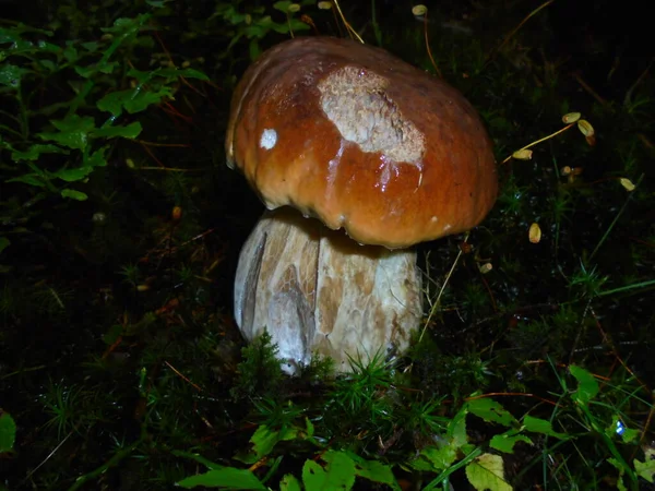 Fungo Boletus Edulis Ligeiramente Danificado Escuridão Plantas Baixas Musgo — Fotografia de Stock