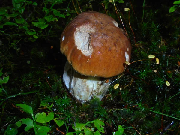 在深绿色苔藓和矮树丛中生长的可食蘑菇鼠 头戴被咬的帽子 — 图库照片