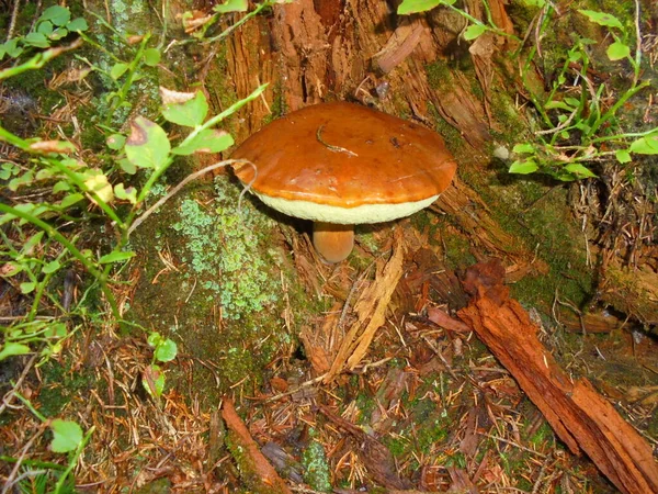 Beautiful Bay Bolete Growing Bottom Rotten Spruce Stump Wet Brown — Stock Photo, Image