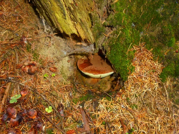 Bay Bolete Svamp Med Rund Mössa Delvis Gömd Gamla Ruttnande — Stockfoto