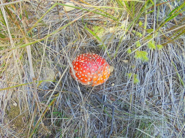 Poisonous Amanita Muscaria Fungo Entre Grama Seca Cena Outono Com — Fotografia de Stock