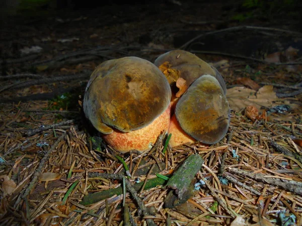 Young Mushroom Triplets Species Scarletina Bolete Edible Fungi Night Forest — Stock Photo, Image