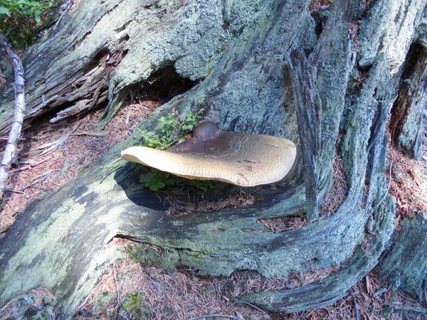 Giant Inedible Mushroom Species Tapinella Atrotomentosa Growing Elder Wood Spruce — 스톡 사진