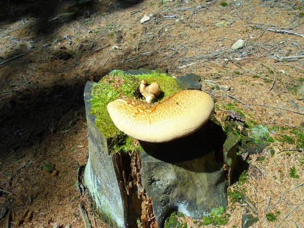 从远处看一株长着淡绿色蘑菇的云杉树老的腐烂树桩 在针叶树的剩余部分上生长着不正常的真菌 — 图库照片
