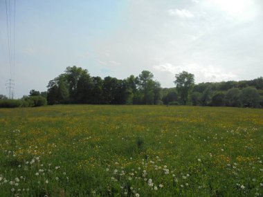 Beyaz karahindiba tohumları ve dağınık sarı düğün çiçekleri ile kaplı geniş açılı çayır. Yoğun bir orman kenarına uzanan dokulu yeşil çimen.