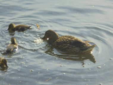 Dişi yaban ördeği, solda üç ördek yavrusunu beslemek için sağa doğru yüzer. Gagası, yumuşak güneş ışığı altında soluk bir parça tutar. Yumuşak güneş ışığı, kahverengi desenli tüyleri ve bahar göletinde hafif dalgalanmaları vurgular..