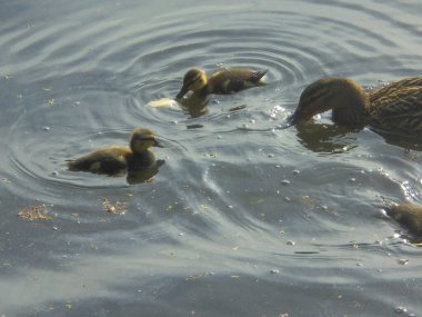 Üç yaban ördeği yavrusu ve park göletinin sağ kenarında takılan benekli bir dişi, sarı-kahverengi aşağı ve desenli tüyler görünür, eş merkezli dalgalar, dağınık bitki kalıntıları