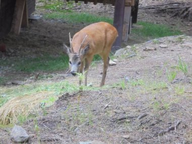 Roe deer buck with short antlers, eye-level view at a forest clearing beside a hay rack. Grazing ungulate looking into the camera.