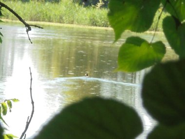 Sunlit woodland pond with a coot trailing a V-shaped wave, seen through large green leaves and a twig in the foreground; calm water reflects a reed-lined far bank on a clear summer day.