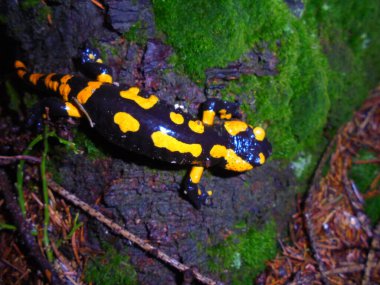 Çekoslop kozalaklı iğnelerin arasında, yağmura batırılmış yosun kabuğundaki parlak siyah derili (Salamandra semenderi) ve sarı lekeli bir ateş semenderi (Salamandra semenderi) flaş ışıklı yakın plan..