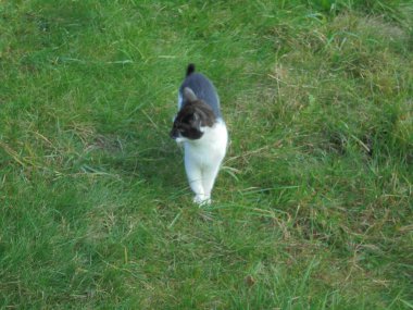 Siyah-beyaz iç steyşın, koyu renkli ceketli, uzun, yamalı çimlerin arasından adımlar atan, kuyruğunu kaldırmış, gün ışığında soluna bakan. Yazın geniş, hafifçe yükselen manzara.