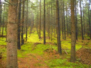 Norveç ladin gövdeleri yumuşak bir yamaçta yükselirken canlı yeşil yosunlar nemli zemini kaplıyor. Yağmurun Beskid Dağları 'na hafif bir sis katmasından sonra yumuşak, yayılmış ışık.
