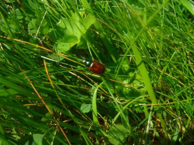 Metalik yeşil kafalı, parlak bir tırtıl böceğinin zemin kattaki yakın çekimi ve güneş alan bir çayırda çim biçme bıçağına tırmanan kahverengi elytra. Tırtıklı bir bayanın manto yaprağı ve yoğun yeşil otlar etrafını sarar..