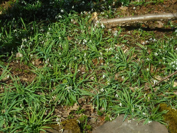 Yaygın kar damlalarından oluşan yoğun kümeler Galanthus nivalis yapraklarla kaplı bir orman zemininde çiçek açar. Beyaz çan çiçekleri ve ince yapraklar düşen bir dalın yanında benekli güneş tarafından aydınlatılır..