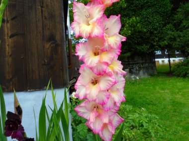 Uzun bir gladiolus infloresansın yakın çekimi. Pembe kenarlı kremsi yapraklar, bir ev bahçesindeki ahşap barakanın yanında yetişiyor. Yeşil yapraklar ve çimenler gün ışığında bulanık..