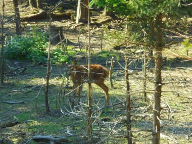 Genç bir kızıl geyik (Cervus elaphus), ılıman bir ormanlık alanda ince gövdeler ve dallar arasında alarmda durur. Benekli güneş ışığı, kahverengi ceketini ve orman zeminindeki yeşil çalılıkları vurguluyor..