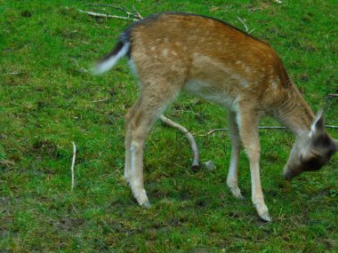 Yeşil çimenlerin üzerinde uzanan nadasa düşmüş bir geyiğin yan görünüşü, hareket ettikçe baş ve kuyruk hareketi bulanıklaşıyor ve yere doğru iniyor. Benekli kahverengi palto, ince bacaklar, nemli çayırlara saçılmış dallar..