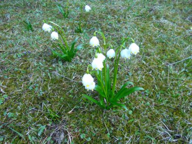 Cluster of spring snowflake (Leucojum vernum) with white bell-shaped blooms and yellow tips growing in a mossy Central European meadow. Close-up view at ground level in soft daylight.
