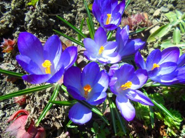 Bahçedeki çiçek tarhında turuncu lekeler olan mor crocus çiçeklerinin yakın çekimi. Gün ortası güneş ışığı, çıplak toprakta yaprakları ve yaprakları ılıman bir ortamda vurgular..