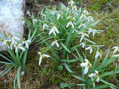Yaygın kar damlaları (Galanthus nivalis) beyaz sallanan çiçekler ve yosunlu bir kayanın yanında büyüyen dar yeşil yapraklar ile bahar erken saatlerinde yumuşak bir yosunlu zeminde.