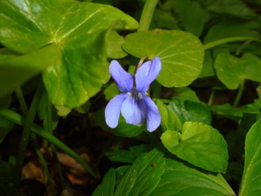Mor bir menekşenin yakın çekimi (Viola sp.) (Cennet ağaçlarının) Bahçeleri, gölgelik yeşil yapraklarla bezenmiştir. İlkbaharda Orta Avrupa dağ çayırı.