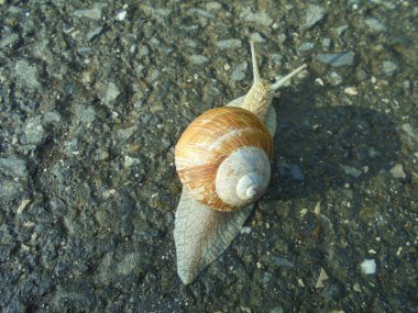 Gündüz vakti ıslak asfalt üzerinde sürünen bir Roma salyangozunun (sarmal pomatia) yakın çekimi. Kahverengi spiral kabuk ve gri ayak kontrastı yumuşak bir bahar gününde kaba yol yüzeyiyle.