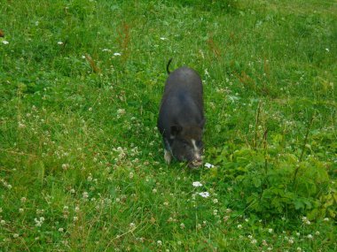 Beyaz yüz işaretleri olan küçük siyah domuz yemyeşil bir çayırda beyaz yoncalar arasında otluyor. Orta Avrupa 'nın ılıman otlaklarında gün ışığı, yumuşak bulutlu aydınlatma.