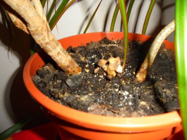 Turuncu plastik bir kaptaki koyu saksı toprağından çıkan desenli ahşap gövdeleri gösteren bir dracaena bitkisinin yakın görüntüsü. Küçük bir mantar kümesi, ağaç gövdeleri arasında filizlenir..