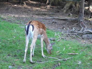 Benekli kürklü ve beyaz popolu genç geyik yavrusu ılıman bir ormanın kenarında yeşil çimlerde otluyor. Düşen dallar ve ağaç kütükleri sahneyi doğal gün ışığında çerçeveliyor..
