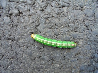 Beyaz bantlı canlı yeşil bir tırtılın asfaltı aşan tepeden tırnağa makrosu. Larva sarımsı bir kafa ve segmentli parlak bir vücut gösteriyor. Kentsel yol kenarında gün ışığı manzarası.