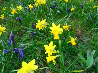 Sarı Narcissus 'un yeşil çimlere saçılmış, mor Crocus çiçekleri olan taban seviyesinde manzarası. Ilıman bir bahçede yumuşak gün ışığı ilkbahar geçişini yakalar..