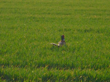 Kırmızı yüzlü ve beyaz boyunlu sıradan bir erkek sülün, ılıman bir tarlada genç bir yeşil mısır gevreği tarlasında hareket eder. Bahar büyümesi sırasında yumuşak ve ılık bir ışıkla geniş bir açıdan yakalanır..