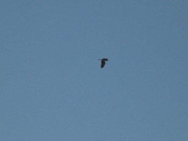 Açık bir bahar gününde bulutsuz mavi gökyüzüne karşı uçan tek bir balıkçıl ile geniş bir kompozisyon güçlü bir negatif alan ve minimalist bir his yaratır..