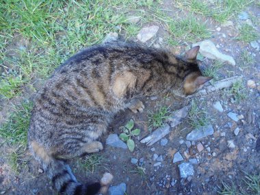 Kahverengi bir tekir kedinin, çimenler, taşlar ve ılıman bir çayırın kenarındaki dalları koklarkenki görüntüsü. Açık havada, gün ışığında doğal bir tonda çekilmiş..