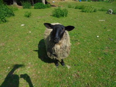Siyah yüzlü, hafif yünlü evcil bir koyun güneşli, ılıman bir çayırda kameraya bakıyor. Bir Orta Avrupa çiftliğinde arka planda küçük bir kuzu otluyor..