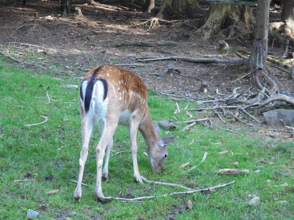 Benekli kürklü ve beyaz popolu genç geyik yavrusu ılıman bir ormanın kenarında yeşil çimlerde otluyor. Düşen dallar ve ağaç kütükleri sahneyi doğal gün ışığında çerçeveliyor..