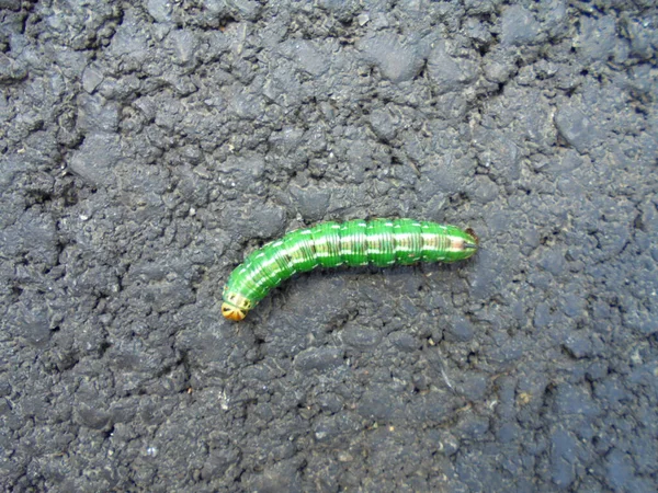 Parlak yeşil bir tırtılın yakın çekimi. Soluk bir kafası kaba, karanlık asfaltta sürünüyor. Doğal gün ışığında üstteki bileşim parçalanmış vücut ve yol dokusunu açıkça gösteriyor..