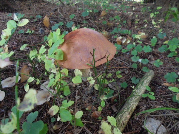 Ground-level view of an aspen bolete (Leccinum aurantiacum) with an orange cap growing among bilberry leaves and spruce needles on a shaded temperate forest floor.