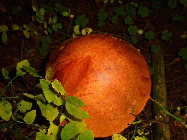 Orange-brown cap of an aspen bolete (Leccinum aurantiacum) in bilberry undergrowth on a Central European forest floor, captured at close range with flash in low light conditions.